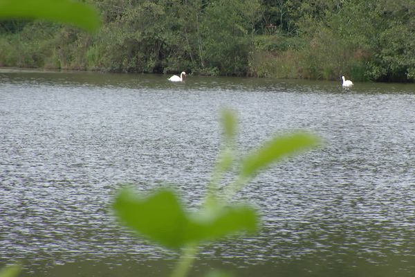 Deux étangs d'Etueffont, dans le nord du Territoire de Belfort, seront, à terme, asséchés et transformés en zones humides.