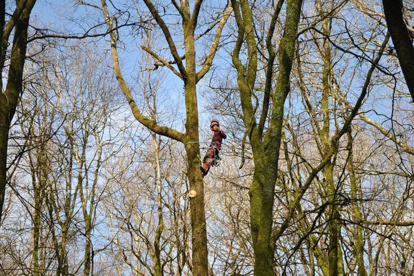 Avant procéder à l'abattage du chêne, un élagueur réalise l'éhoupage de l'arbre c'est à dire la coupe de branches et de sa tête