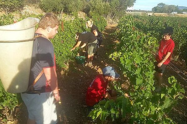 Les premières vendanges à Fitou, dans l'Aude - 12 août 2016