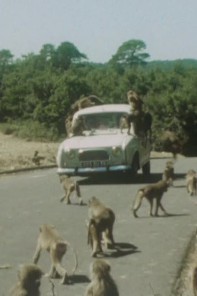 Le Safari de Peaugres (Ardèche) fête ses 50 ans en 2024.