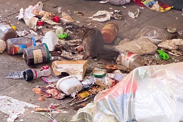 À Nancy, les rats sont de plus en plus visibles dans le centre-ville.