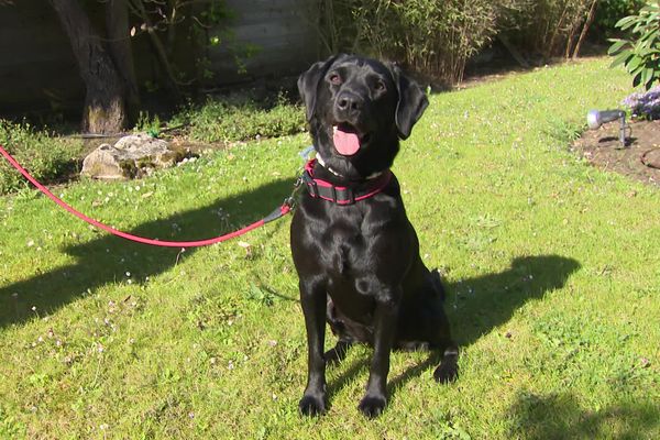 Les chiens de la brigade cynophile, comme ce labrador, sont entraînés pour débusquer les capricornes asiatiques des agrumes à Royan (Charente-Maritime).  