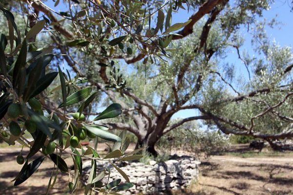 Une plantation d'oliviers à Bonifacio en Corse (juillet 2015)