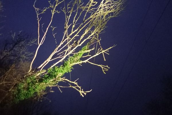 Deux arbres ont perturbé le trafic dans le Calvados, lundi 6 janvier 2025.