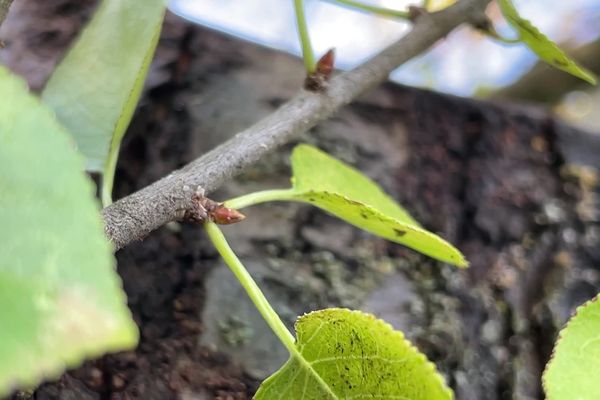 Sur cette petite branche, plusieurs bourgeons (en marron) à Reims, fin octobre 2022.