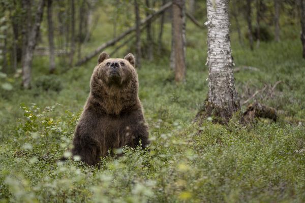 L'ours avait été tué en 2022 lors d'une partie de chasse.