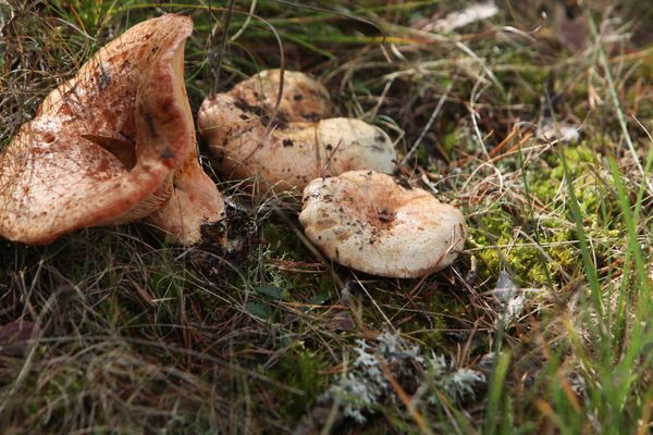 Les champignons sanguins et lactaires sont très présents dans la région.