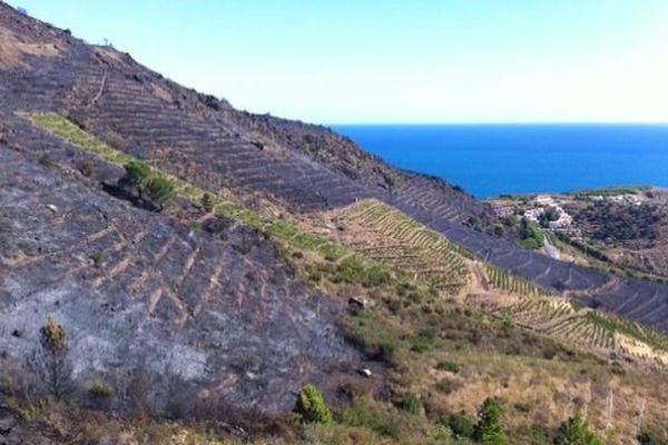 Les dégâts de l'incendie sont importants sur la montagne au-dessus de la commune de Cerbère et près du Cap de Peyrefite. 18 septembre 2015.