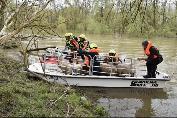 Une vingataine de pompiers ont secouru 250 moutons bloqués sur un îlot de la Loire dans le secteur d'Ousson-sur-Loire (Loiret), le 2 avril 2024.