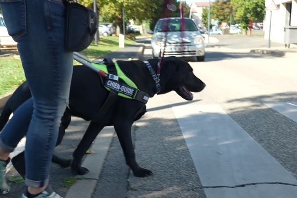 La formation des chiens-guides est longue et coûteuse.