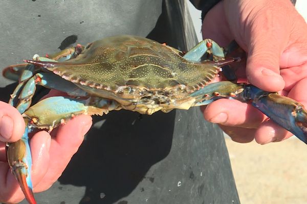 Le crabe bleu, terreur des pêcheurs en Méditerranée.