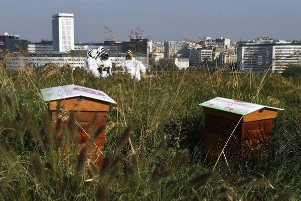 Des apiculteurs récoltent le miel sur les toit du centre commercial de Beaugrenelle.