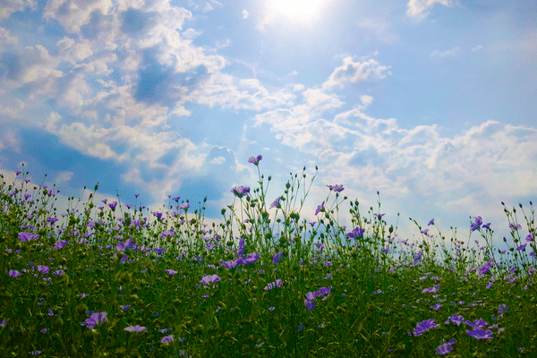 Une nouvelle semaine toujours partagée entre soleil et nuage