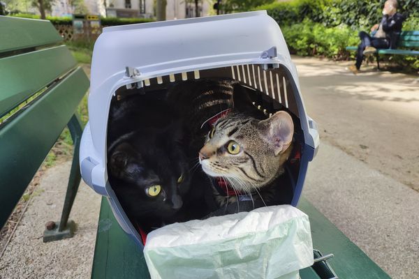 Deux chats transportés dans une caisse de transport avant un voyage.