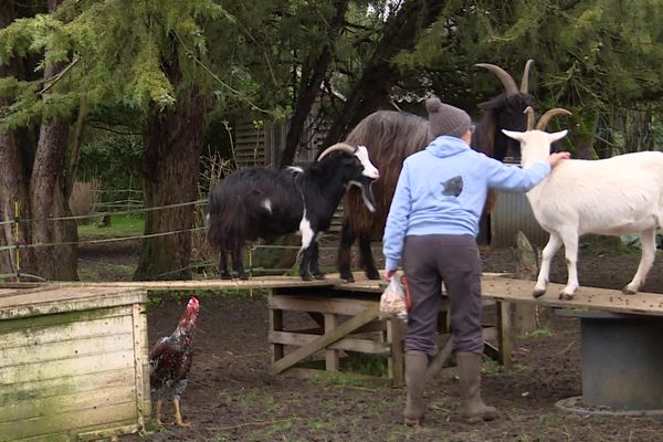 Lapins, chèvres, poules, cochons trouvent réconfort et soins chez Marianne, Elise, Céline et Valérie, quatre femmes unies par l'amour des animaux.