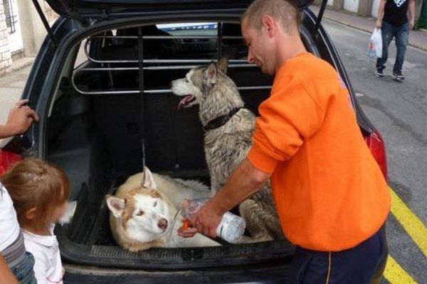 Les deux femelles huskies retrouvées dans une voiture au soleil samedi après-midi.