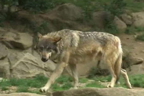 Des traces ADN du loup ont été relevées en Lozère depuis 2012.