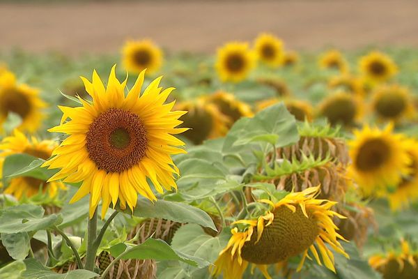 Un champs de tournesols