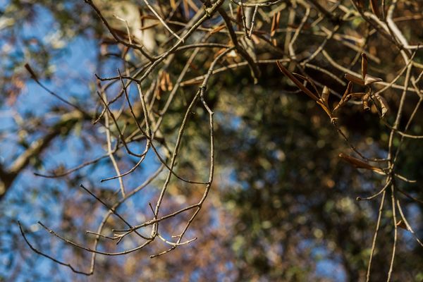 Olivier contaminé par la Xylella fastidiosa en Italie (Archives)