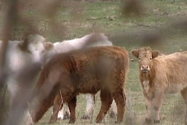 plusieurs bovins sont morts de faim dans une exploitation à Bruère-Allichamps dans le Cher. Une procédure judiciaire est en cours... Ce sont les voisins qui ont donné l'alerte. Les premiers signalements remontent à près de 4 ans.