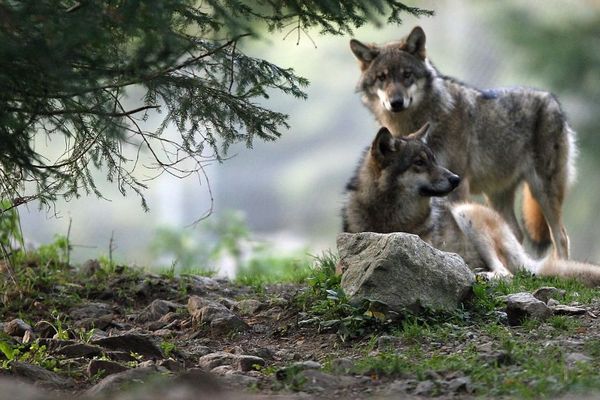 Loups dans le Mercantour (Archives)