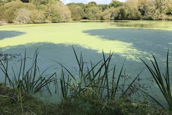 Etang de Bouzaire, commune de Guérande, surface : 5 000 m2