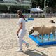 Les championnats de France de chevaux miniatures ont lieu les 3 et 4 août à Vichy.