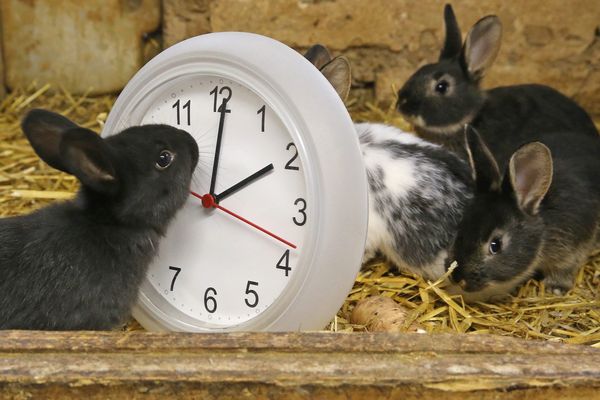 Des lapins inspectent une horloge. A 02h00, il sera en fait 03h00.