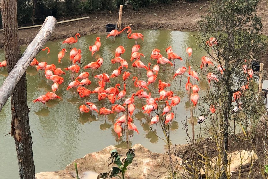 “The Great South American Aviary: Europe’s Largest Aviary at ZooParc de Beauval”