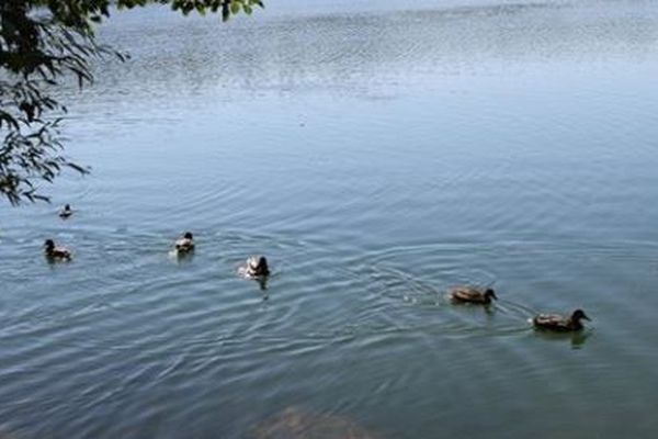 Trop de pain jeté dans les cours d'eau peut nuire à la santé des espèces qui peuplent ces milieux aquatiques