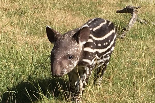 Fiona femelle tapir née au zoo d'Amnéville le 29 juin 2019