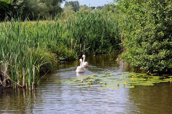 Le corps a été découvert dans un marais de l'Audomarois (illustration). 