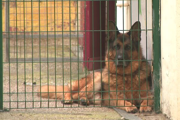 Près de 8000 animaux ont été abandonnés entre le 1er juillet et le 31 août 2024.