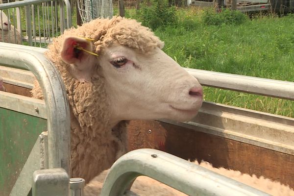 La fièvre catarrhale ovine touche les ruminants mais n'est pas transmissible à l'homme.