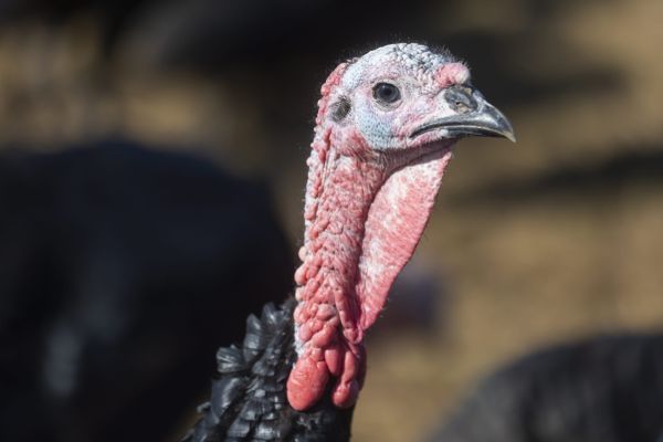 Le premier foyer de grippe aviaire de l'automne en France a été détecté dans un élevage de dindes du Morbihan