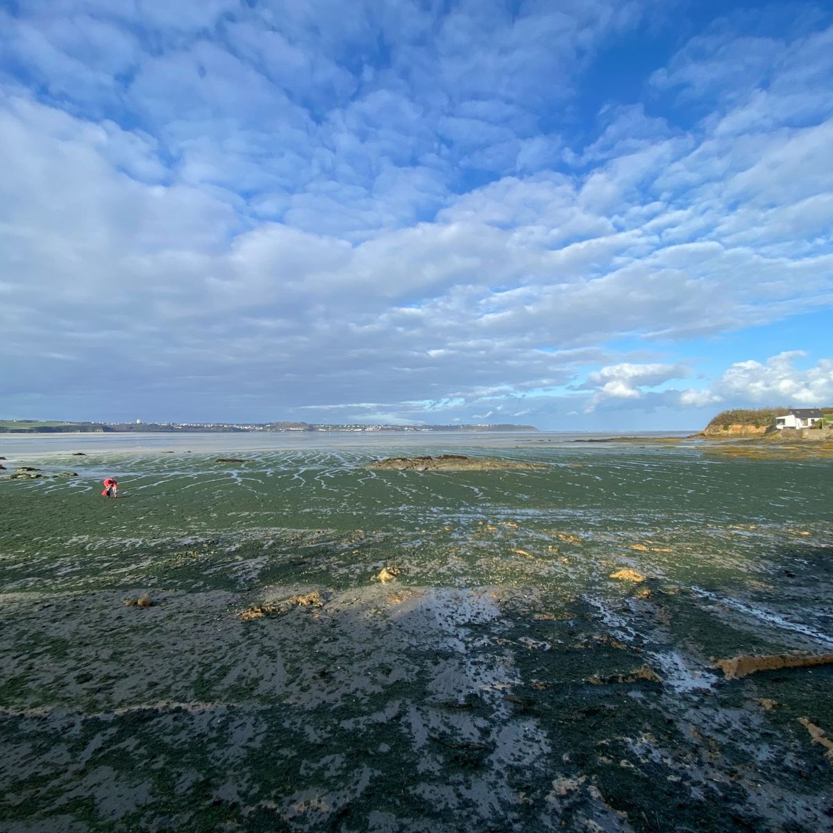 ALGUES VERTES. La plage d'Hillion fermée à cause d'émanations d'hydrogène  sulfuré