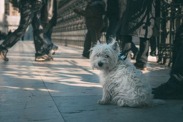 L'homme avait jeté sa chienne contre un muret à plusieurs reprises.