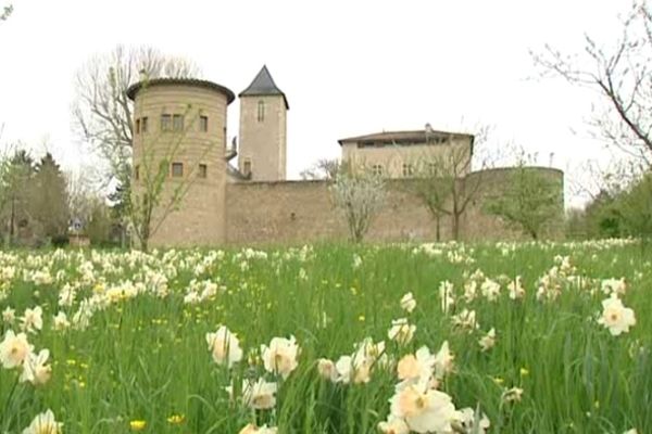 Au château de Saint-Bernard, un jardin contemporain remarquable consacré au printemps avec l’éclosion de près de milliers de jonquilles...