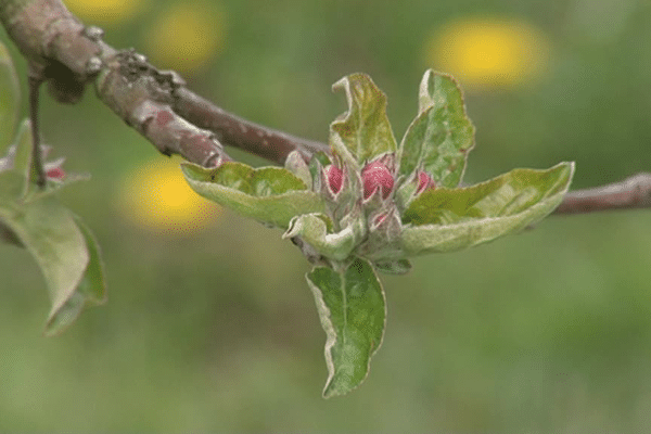 Dans ce verger de Nieul, en Haute-Vienne, la floraison des pommiers a pris 3 semaines de retard.