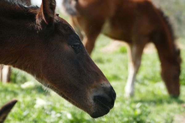 Un poulain dans son pré, au printemps 2020, en petite Camargue. 