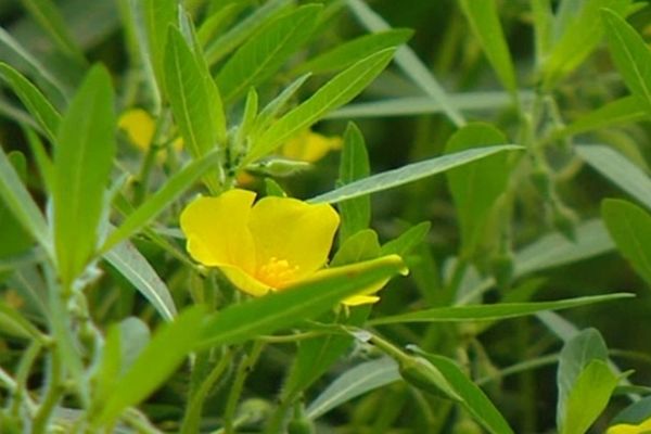 La Jussie.... une fleur du mal ?