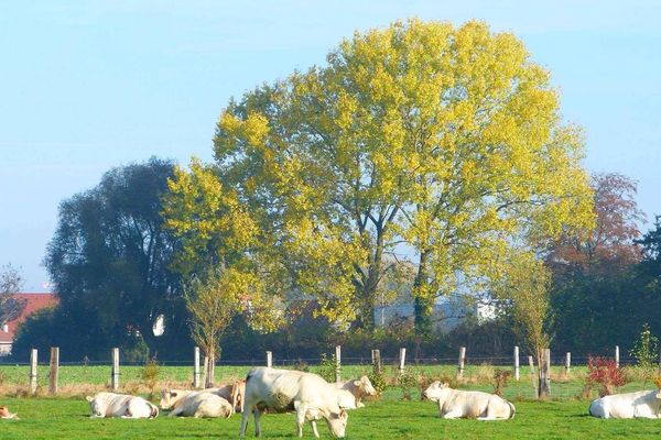 Selon Météo France, ce lundi sera très ensoleillé.