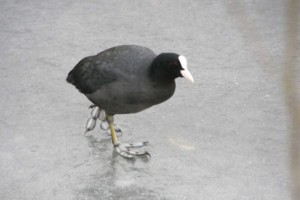 Une foulque macroule, oiseau nicheur, qui se promène sur la deûle gelée. 