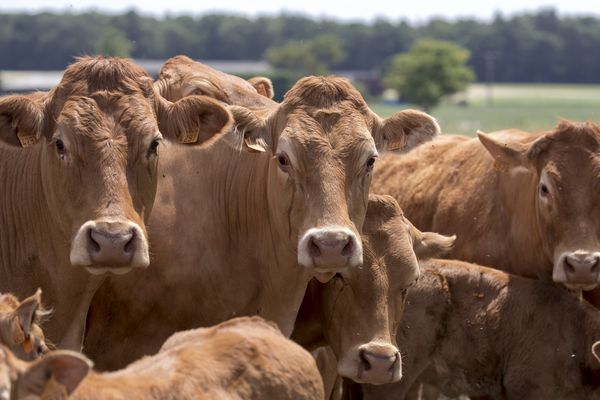 Les éleveurs ont du mal à trouver de quoi nourrir leurs bêtes. 