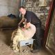 Jérémy Reinbold tond jusqu'à 100 moutons par jour