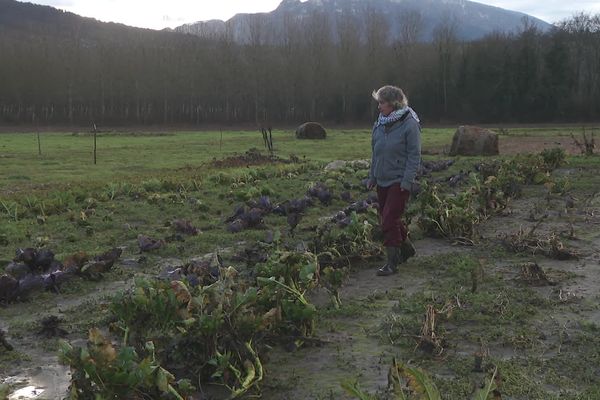 Des maraîchers bio installés depuis deux ans à Lucey (Savoie) ont perdu la majeure partie de leurs récoltes après les trois crues successives du Rhône.