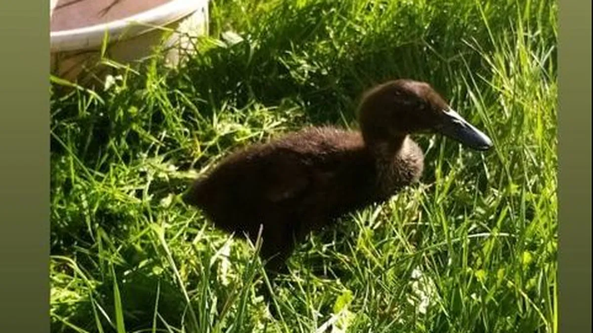 Elle Promene Son Canard En Laisse Dans Les Rues De Limoges