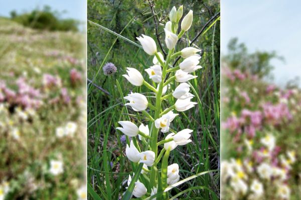 Dix-neuf espèces d'orchidées différentes existent sur les côtes de Clermont-Ferrand, d'après Elisabeth Cartoux, auteur de l'ouvrage "Les Orchidées des Côtes de Clermont-Ferrand" vendredi 12 avril 2019.