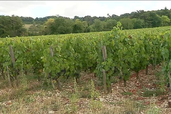 Le millésime 2018 s'annonce bon et surtout précoce