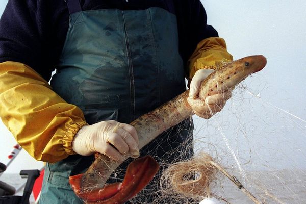 La lamproie est le symbole de l'estuaire de la Gironde. On en trouve aussi dans la Sèvre Niortaise et dans la Charente.